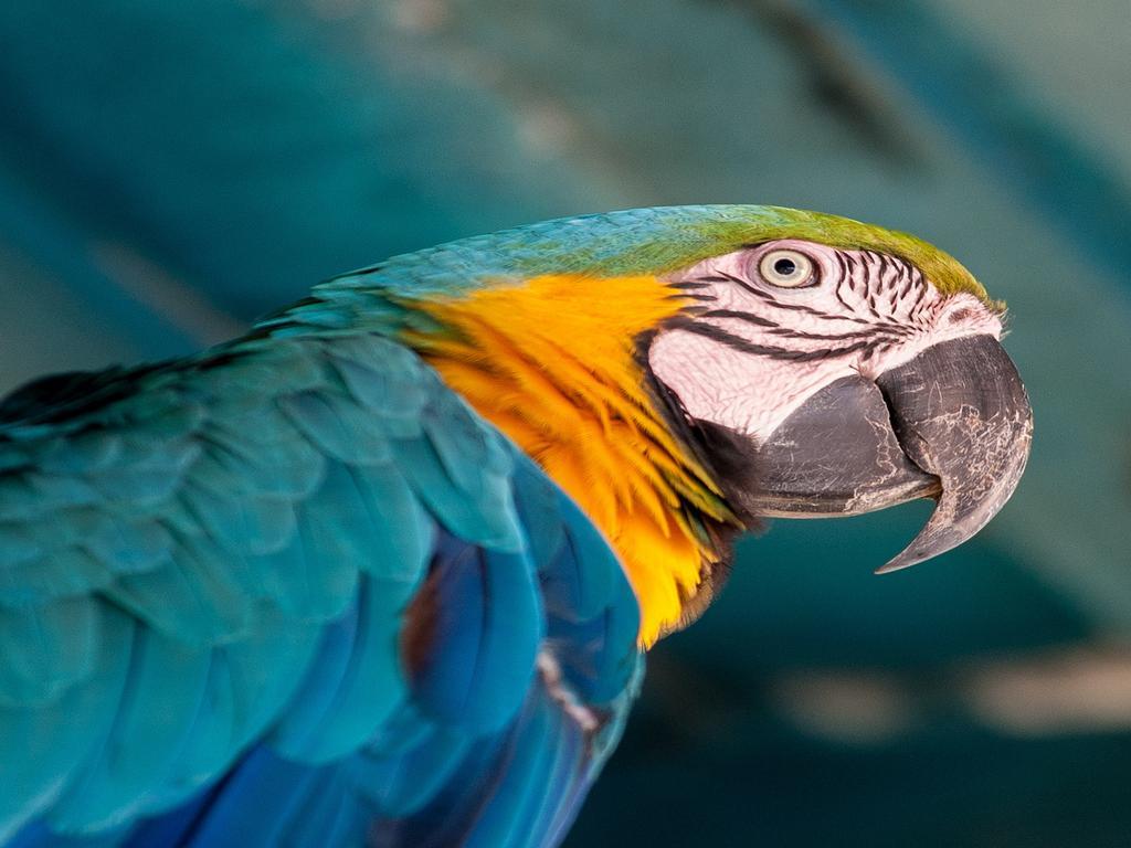 Hotel Tropical Манаус Екстериор снимка Blue and yellow macaw