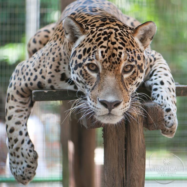 Hotel Tropical Манаус Екстериор снимка Jaguar